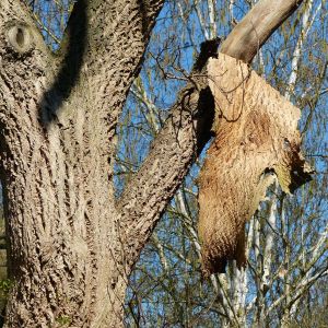 Phellodendron amurense – Amur Cork Tree – Cork Tree – get a quote