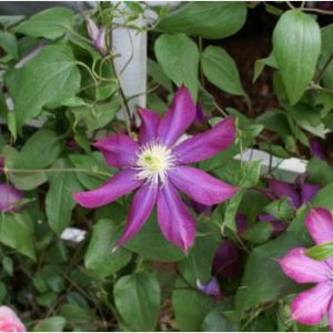 Clematis ‘Royal Velvet’ get a quote