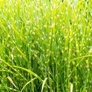Miscanthus sinensis ‘Variegatus’ – Zebra grass – get a quote