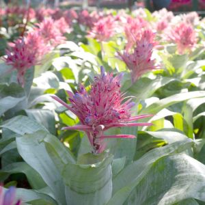 Aechmea fasciata – Billbergia rhodocyance – Urn Plant – Vase plant – Silver Vase bromeliad get a quote