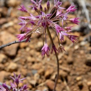 Allium campanulatum – Onion get a quote