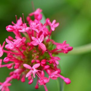 Centranthus ruber ‘Coccineus’ – Red Valerian – Jupiter’s Bears – Kiss-me-quick – Keys of Heaven – Valerian – get a quote