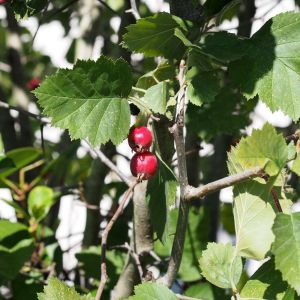 Crataegus azarolus – Azarole – Hawthorn – May – get a quote