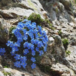 Eritrichium nanum – Alpine Forget-me-not – get a quote