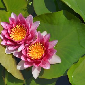 Nymphaea ‘Rene Gerard’ – Waterlily – get a quote