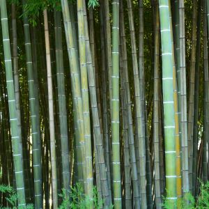 Phyllostachys bambusoides ‘White Crookstem’ – Sulfurea of gardens – Giant Timber Bamboo – Madake – get a quote