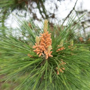 Pinus radiata – Pinus insignis – Monterey Pine – Rodiata Pine – Himalayan Pine – Pine – get a quote