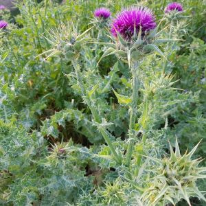 Silybum marianum – Mary’s Thistle – Blessed Thistle – Holy Thistle – Milk Thistle – get a quote