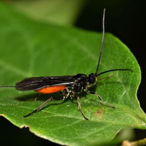 Braconid Wasps – Baraconidae Family get a quote