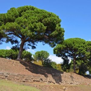 Pinus pinea – Stone Pine – Umbrella Pine – Roman Pine – Pine – get a quote