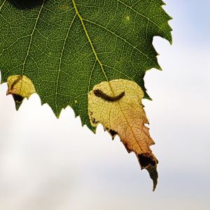 Birch Leafminer – Fenusa pusilla get a quote