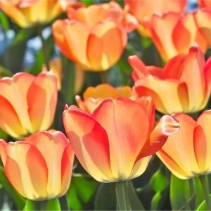 Tulipa ‘American Dream’  – Tulip ‘American Dream’ – Bulbs get a quote