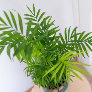 Chamaedorea elegans ‘Neanthe Bella’ – Parlor palm – get a quote