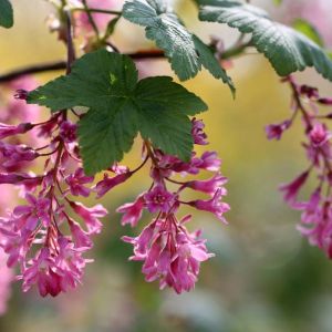 Ribes sanguineum – Flowering Currant – Winter Currant – Red Flowering Currant – Flowering Currant – Currant – get a quote