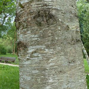 Betula maximowicziana – Monarch Birch – Birch – get a quote