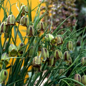 Fritillaria acmopetala – Fritillary – get a quote