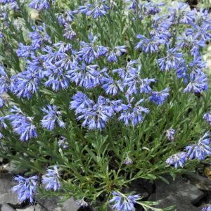 Moltkia suffruticosa – Lithodora graminifolia – Lithospermum graminifolium- get a quote