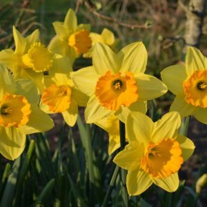 Narcissus ‘Fortune’ – Daffodil ‘Fortune’ get a quote