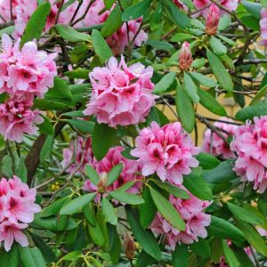 Rhododendron ‘Mrs. G.W. Leak’ – Rhododendron ‘Cottage Garden’s Pride’ – Azaleas – get a quote