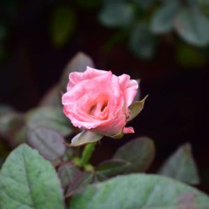 Rosa ‘Duet’ – Rose ‘Duet’ get a quote