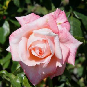 Rosa ‘New Zealand’ – Rose ‘Aotearoa’ – Rose ‘Aotearoa New Zealand’ – get a quote