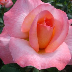 Rosa ‘Paul Shirville’ – Rose ‘Heart Throb’ – get a quote