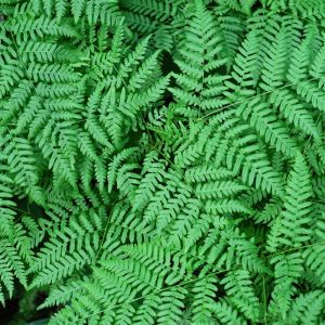 Thelypteris palustris – Marsh Fern – get a quote