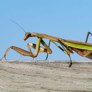 Chinese Mantid – Tenodera aridifolia sinesis get a quote