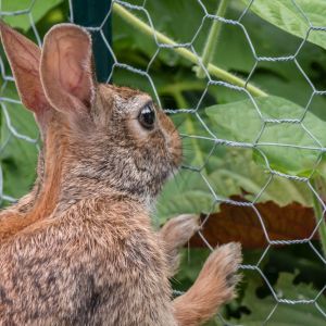 Buy Rabbit-resistant Plants Plants