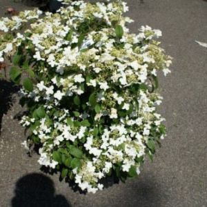Viburnum plic. V. tom. ‘Summer Snowflake’ – Viburnum – Japanese snowball viburnum – get a quote