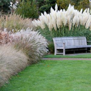 Buy Ornamental Grass Plants