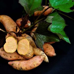 Ipomoea batatus – Sweet Potato – Beauregard Sweet Potato – get a quote