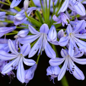 Agapanthus campanulatus – African lily-of-the-Nile – African blue lily get a quote