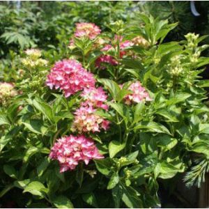 Hydrangea macrophylla ‘Pia’ – Bigleaf Hydrangea – Garden Hydrangea – Florist’s Hydrangea – get a quote