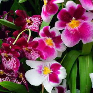 Miltoniopsis – Pansy Orchid – orchid get a quote