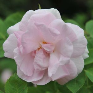 Rosa ‘Celestial’ – Rose ‘Celeste’ – get a quote