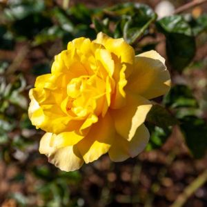 Rosa ‘Golden Showers’ – Rose ‘Goilden Showers’ get a quote