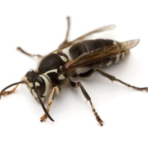 Baldfaced Hornet – Dolichovespula maculata get a quote