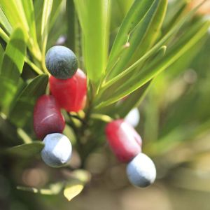 Podocarpus macrophyllus – Buddhist Pine – Kusamaki – Southern Yew – Plum Pine – get a quote