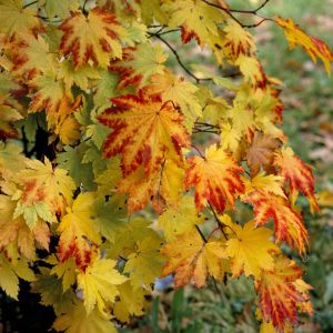 Acer japonicum ‘Vitifolium’ – Full-Moon Maple – Maple get a quote