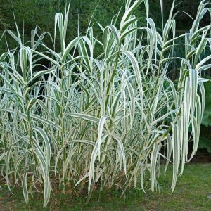 Arundo donax var. versicolor – Arundo donax ‘Variegata’ – Giant Reed get a quote