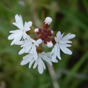 Lithophragma parviflorum – Woodland Star – get a quote