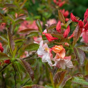 Rhododendron ‘Jack A. Sand’ – Azaleas – get a quote