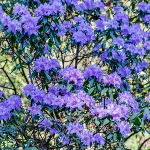 Rhododendron augustinii – Azaleas – get a quote