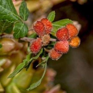 Rhus trilobata – Skunkbush Sumac – Three-lobed Sumac – Toxicodendron – Sumac – get a quote