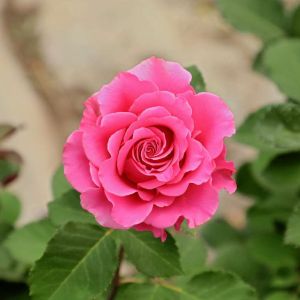 Rosa ‘Grouse’ – Rose ‘Immensee’ – Rose ‘Grouse’ get a quote