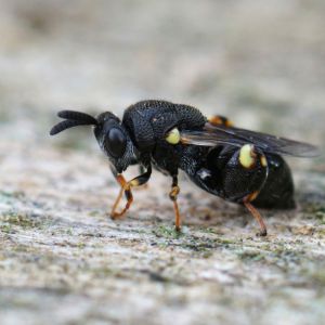 Chalcid Wasps – Chalcididae family get a quote