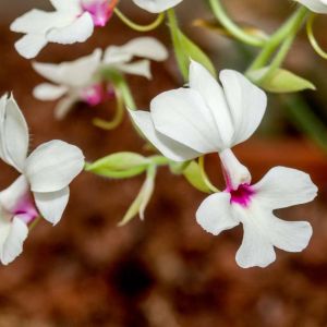 Calanthe – Orchid get a quote