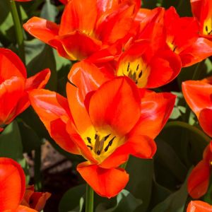 Tulipa ‘Albert Heyn’ – Tulip ‘Albert Heyn’ – Bulbs get a quote