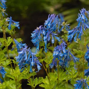 Corydalis flexuosa ‘Blue Panda’ – Pseudofumaria – get a quote